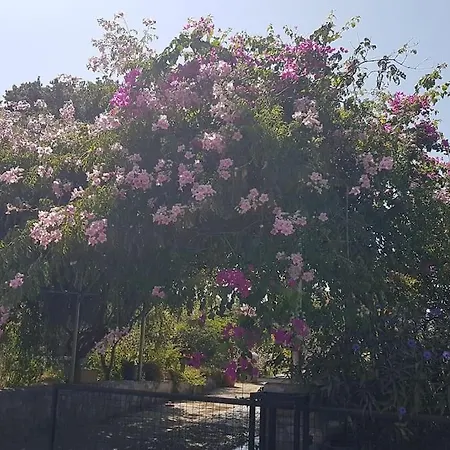 Datca Daki Eviniz Nar. Kızlanköy