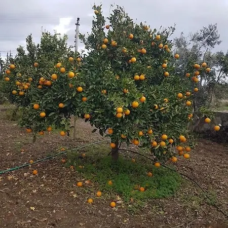 Villa Datca Daki Eviniz Nar. Kızlanköy