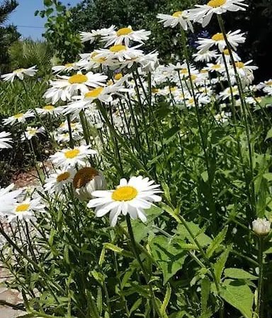 Datca Daki Eviniz Nar. * Kızlanköy