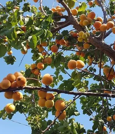 Datça Daki Eviniz Nar. Kızlanköy