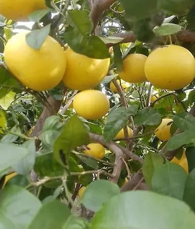 Datça Daki Eviniz Nar. Villa Kızlanköy