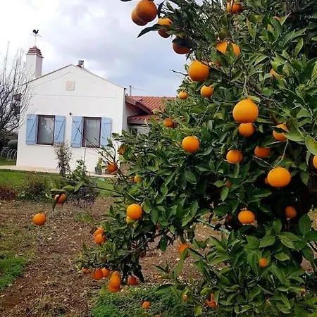 Datça Daki Eviniz Nar. Kızlanköy