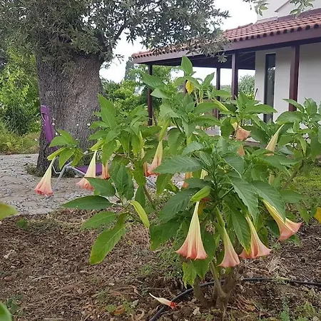 Datça Daki Eviniz Nar. Villa Kızlanköy
